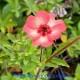 Potentilla x hopwoodiana