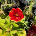 Potentilla 'Arc en Ciel'