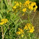 Erysimum allionii