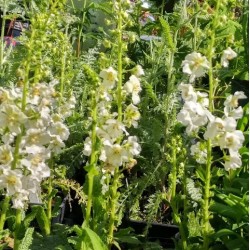Verbascum phoeniceum 'Flush of White'