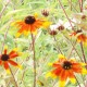 Rudbeckia triloba 'Prairie glow'