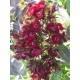 Dianthus barbatus 'Nigrescens'