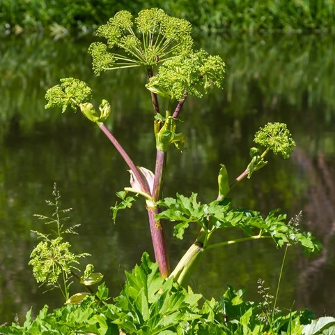 Angelica archangelica, angelique officinale, plante vivace aromatique