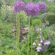 Allium 'Gladiator'