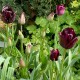 Tulipa ' Black Beauty'