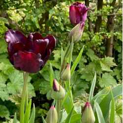 Tulipa ' Black Beauty'