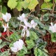 Cyclamen hederifolium 'album'