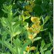 Baptisia 'Lemon meringue'