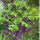 Clematis 'Romantika'