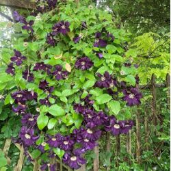 Clematis 'Romantika'