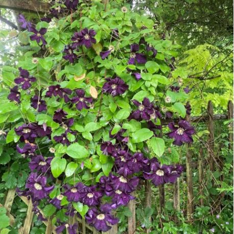 Clematis 'Romantika'