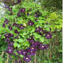 Clematis 'Romantika'