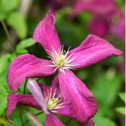 Clematis viticella 'Madame Julia Correvon'