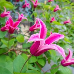 Clematis texensis 'Princess Diana'