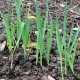 Allium ampeloprasum