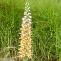 Digitalis ferruginea 'Gelber Herold'