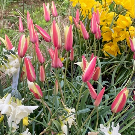 Tulipa clusiana 'Lady Jane'