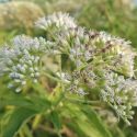 Eupatorium fistulosum 'Ivory Towers'