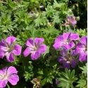Geranium sanguineum 'Canon miles'
