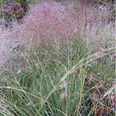 muhlenbergia capillaris