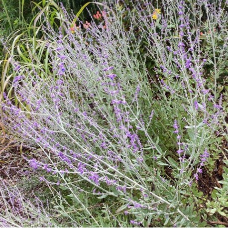 Perovskia  atriplicifolia 'Lacey Blue'