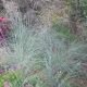 Eragrostis elliottii 'Wild dancer'