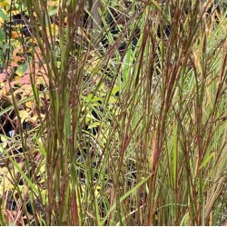 Schizachyrium scoparium 'Cairo'