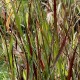 Panicum virgatum 'Cardinal'