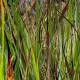 Panicum virgatum 'Cardinal'