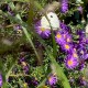 Aster ericoides 'Blue Wonder'