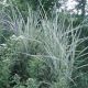 Miscanthus sinensis 'Variegatus'