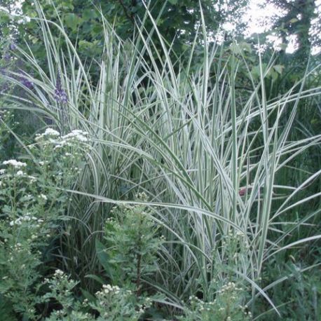 Miscanthus sinensis 'Variegatus'