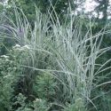 Miscanthus sinensis 'Variegatus'