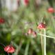Geum rivale 'Leonard's Variety'