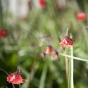 Geum rivale 'Leonard's Variety'