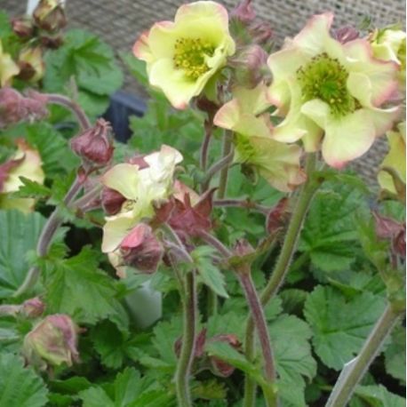 Geum rivale 'Lemon drops'