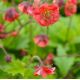 Geum rivale 'Flames of Passion'