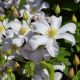 Clematis 'Huldine'