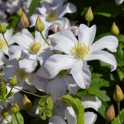 Clematis 'Huldine'