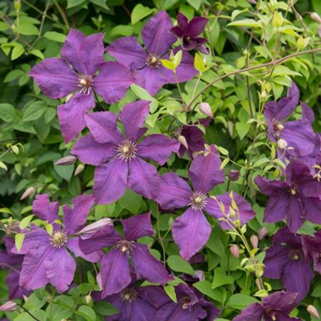 Clematis viticella 'Polish Spirit'