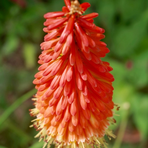 kniphofia, tritoma posicle 'Fireglow', tison de Satan rouge orange