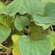 Houttuynia cordata 'Flore Pleno'