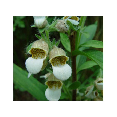 Digitalis lanata