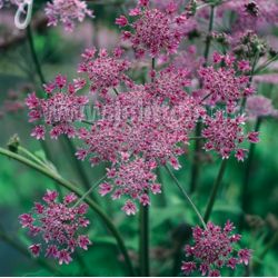 Heracleum sphondylium 'Pink Cloud'