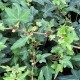Hedera helix 'Dyinni'