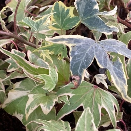 Hedera helix 'Yellow Ripple'