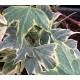 Hedera helix 'Yellow Ripple'