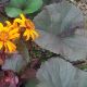Ligularia dentata 'Britt Mary Crowford'