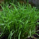 Santolina rosmarinifolia