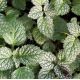 Lamium galeobdolon 'Hermann's Pride'